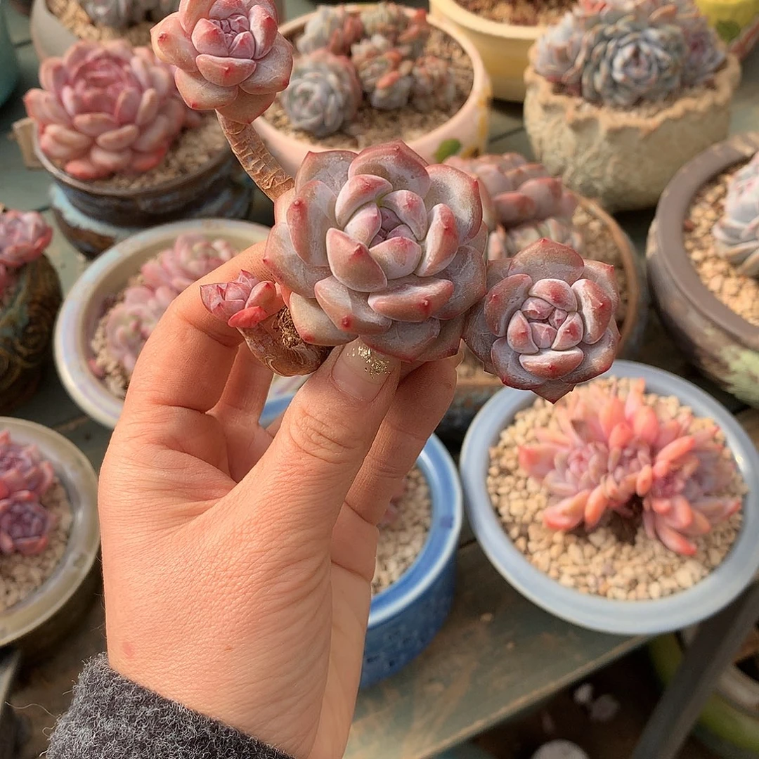 张***张，哈哈哈哈哈哈哈哈哈哈石榴籽