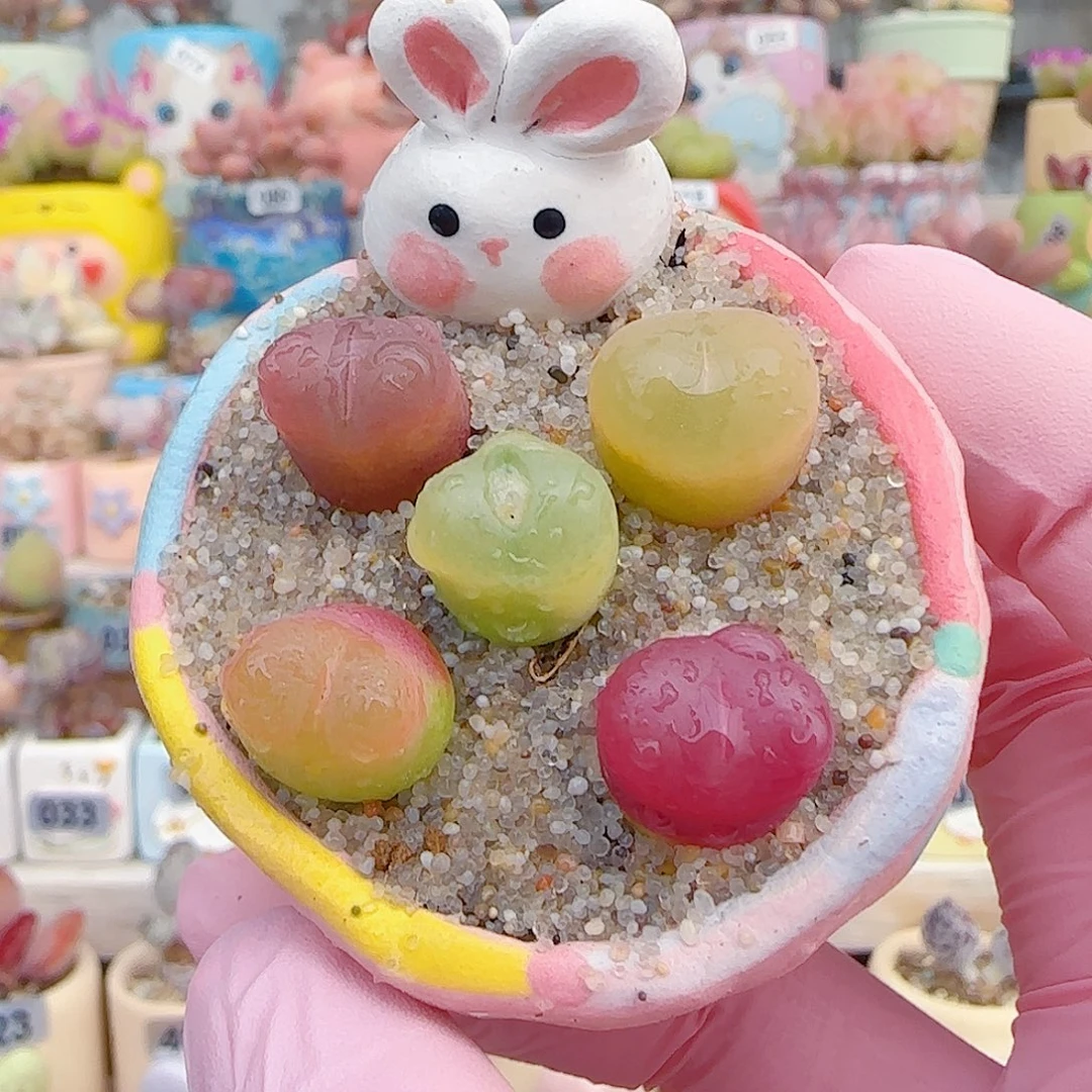 L 彩色蟠桃组合 不含盆