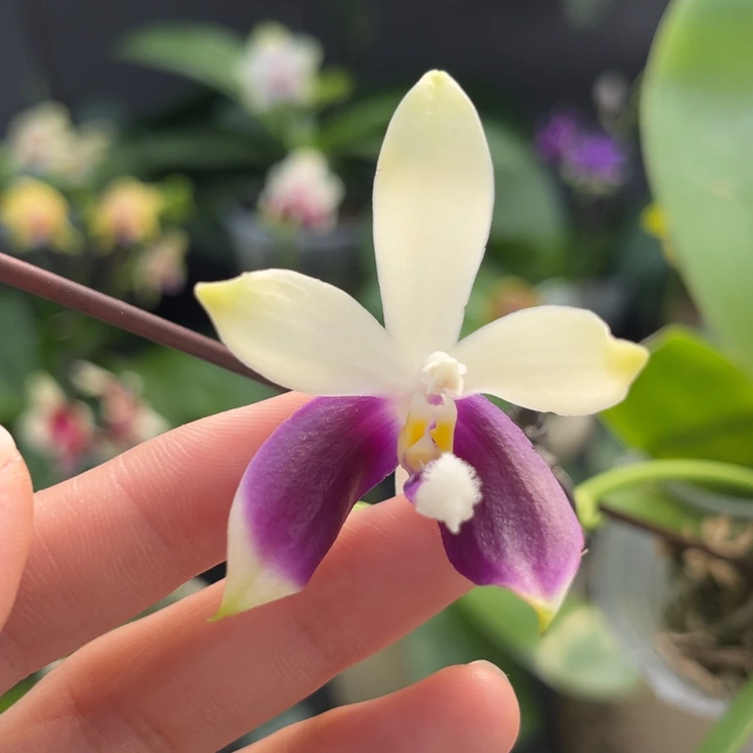 完全开放2.5寸柳林蓝珍开花株