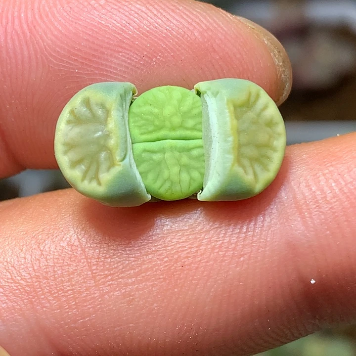 精品多肉植物绿菊