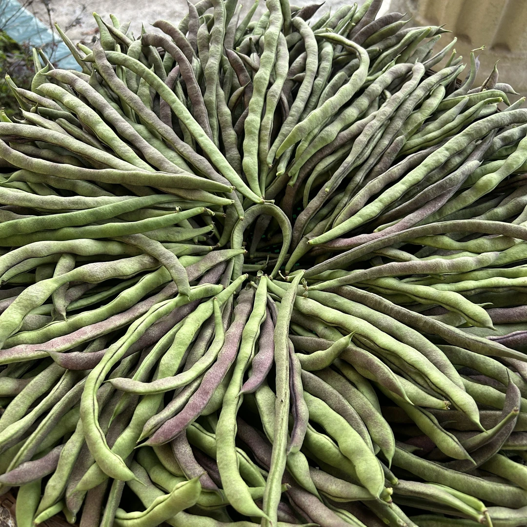 农家自种高山晚熟四季豆蔬菜新鲜荷兰豆云南菜