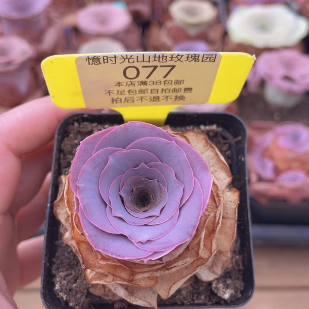 山地玫瑰077满38包邮偏远地区除外裸根发货