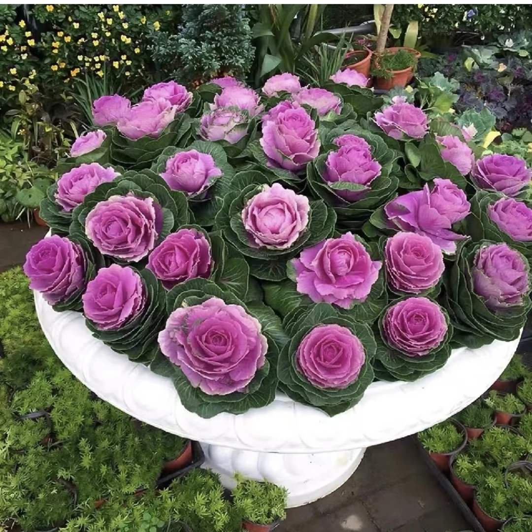 【羽衣甘蓝】多年生植物耐寒耐热可食用