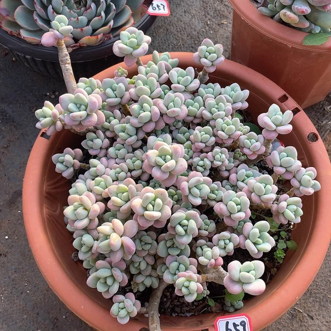 659洛神一物一拍多肉