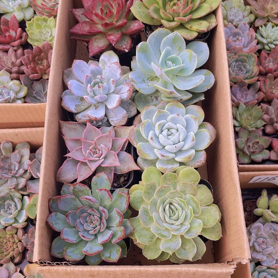 8颗-2号约5-6厘米脱土发货