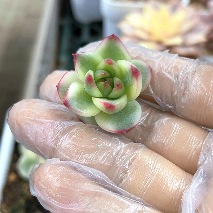 兔***月亮石锦12级灯牌福利券