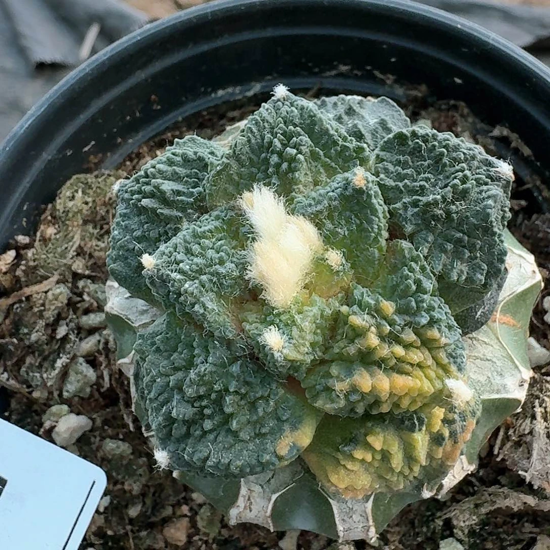 【闪购商品】无花朵叁***异哥怒044