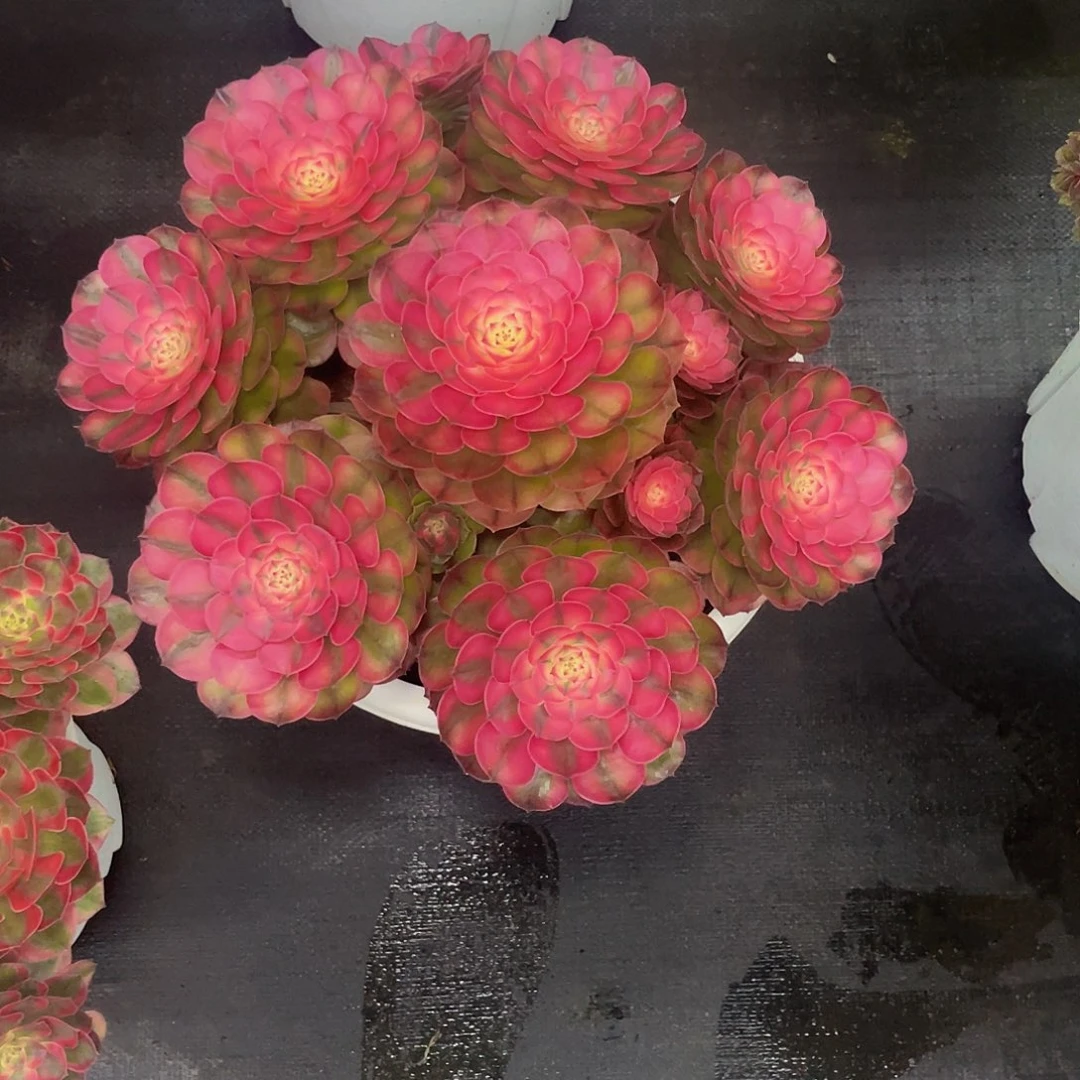 维***C荔枝补差价完美手捧