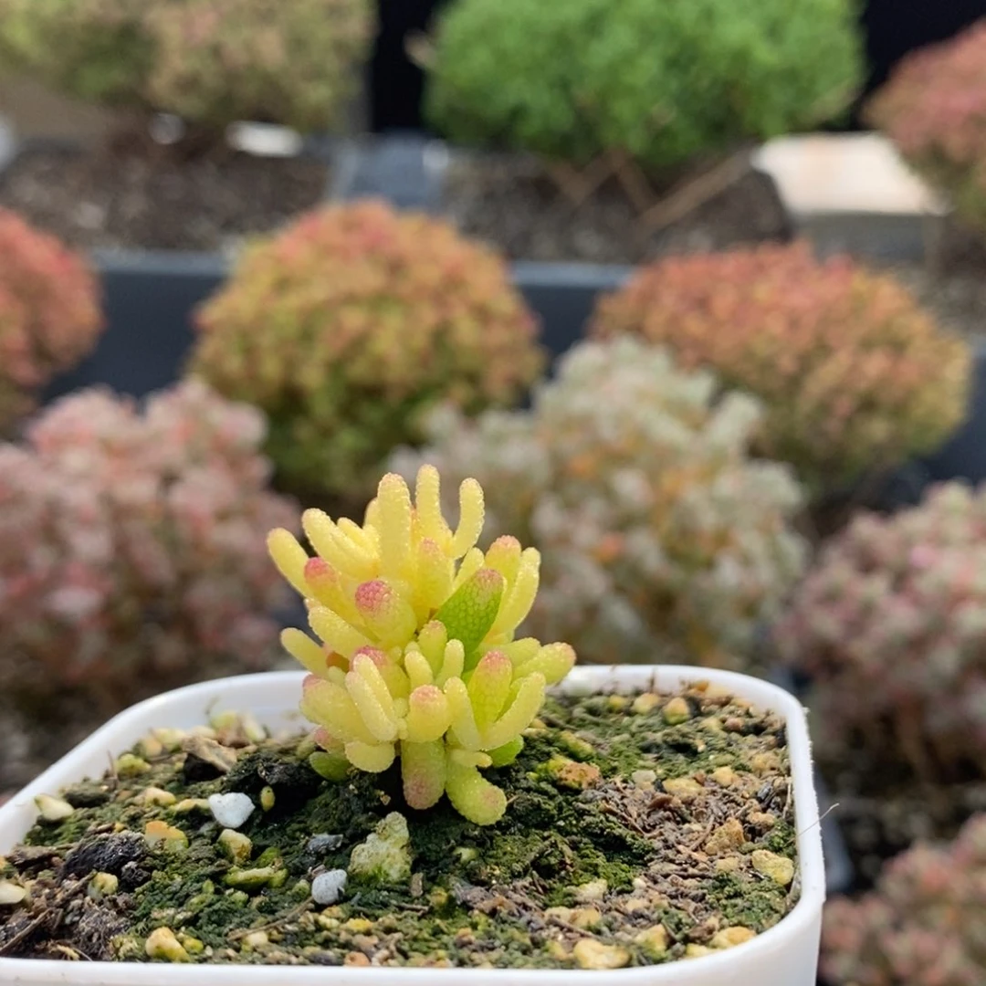 乖****你糖球锦6811枝干番杏