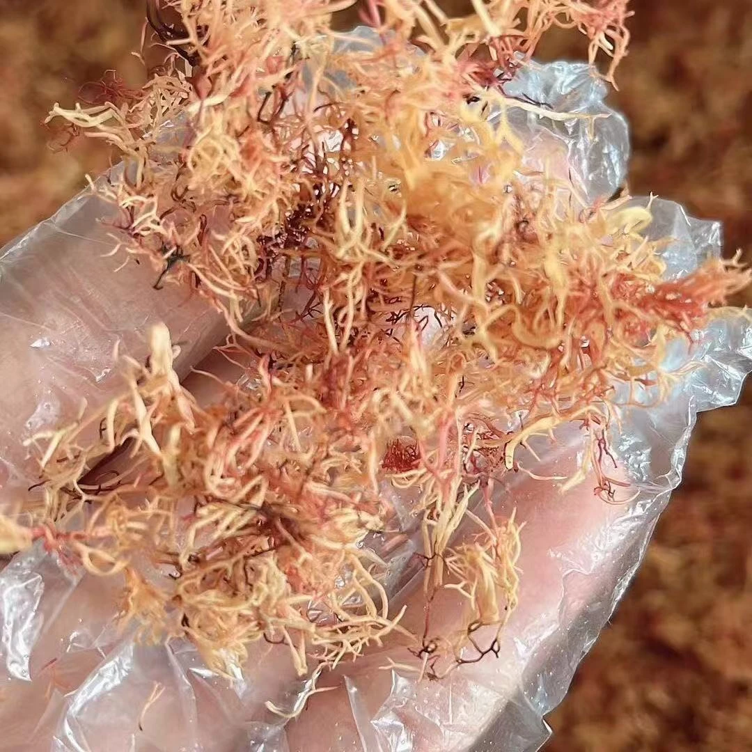 （君品堂）活动优选赤菜干货佳品