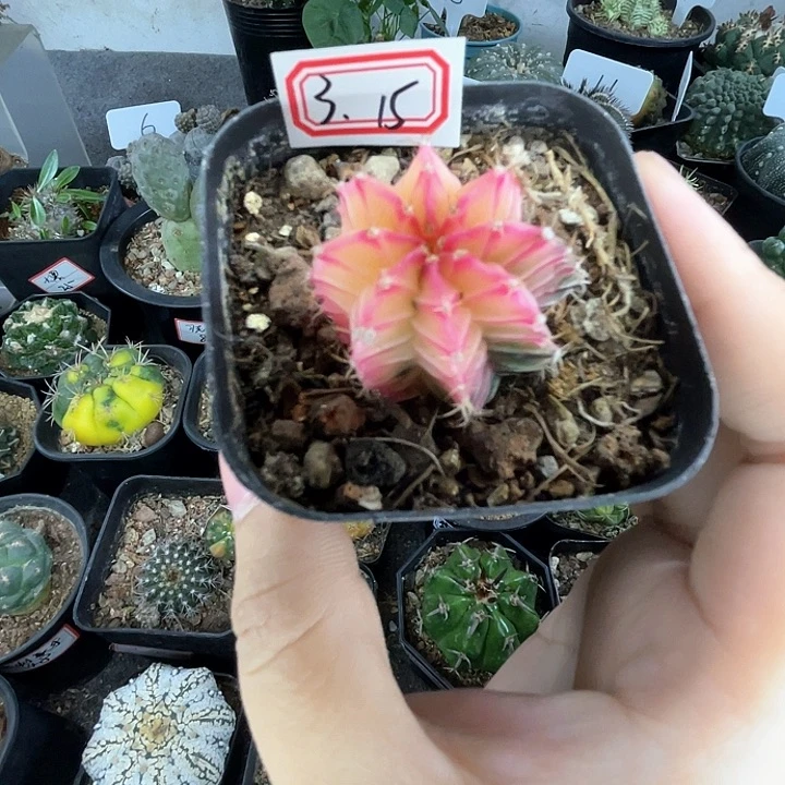 3号仙人球  实生牡丹锦