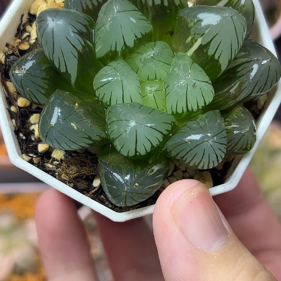 地泉锦十二卷多肉植物