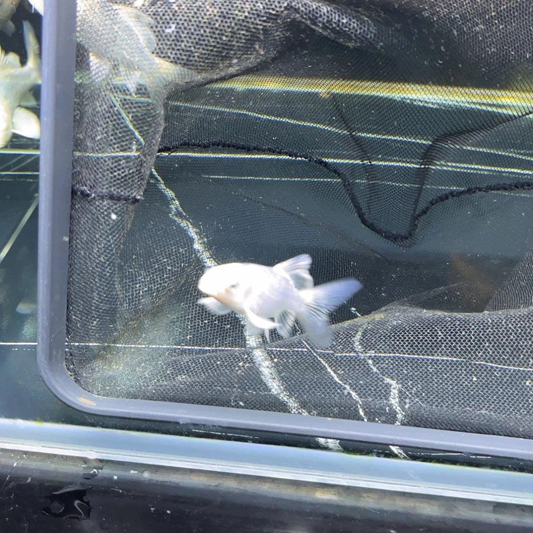 蝴蝶鲤鱼7公分蝴蝶鲤