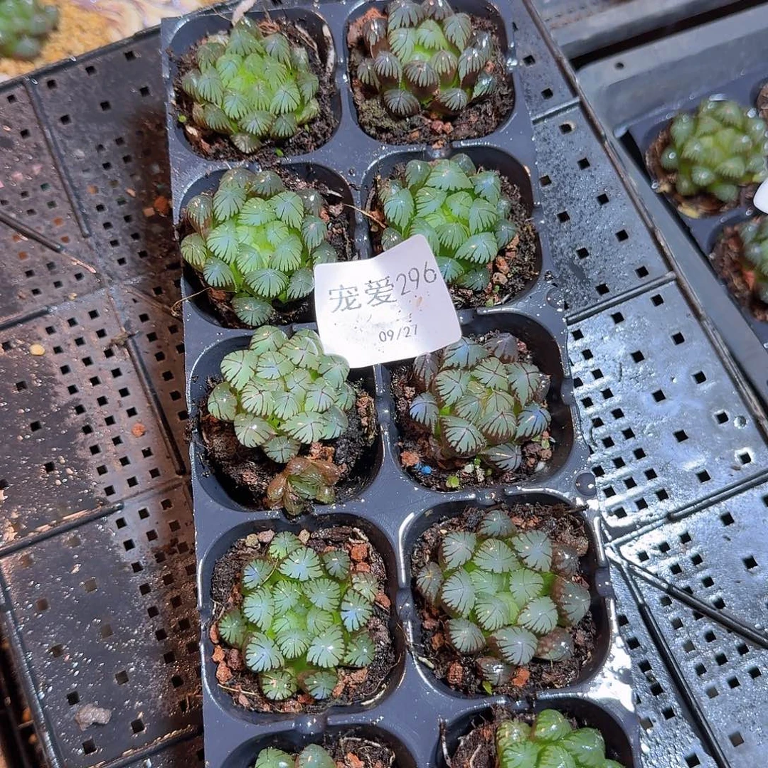 直播福利一物一拍296