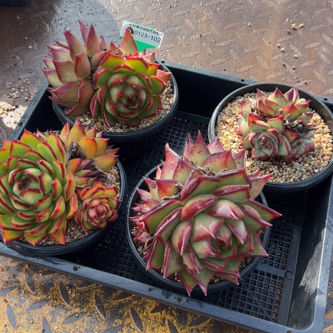 多肉编号0123-102