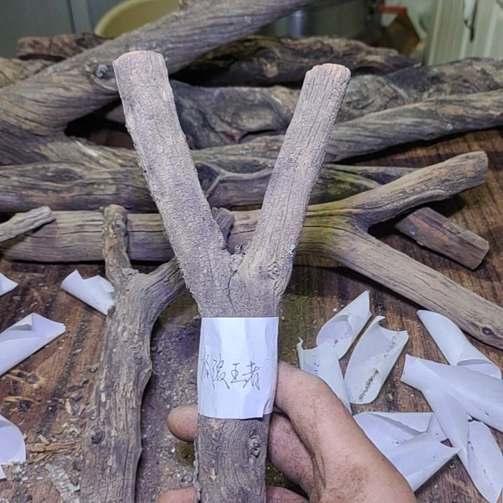 孤***者火琉璃原杈不保沉水慎拍！