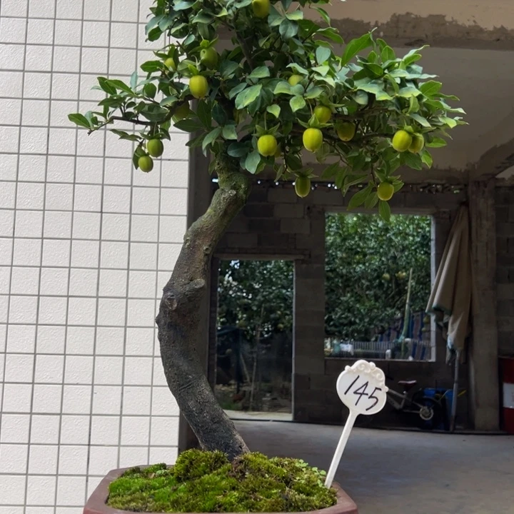 明***无花朵金弹子盆景一物一拍