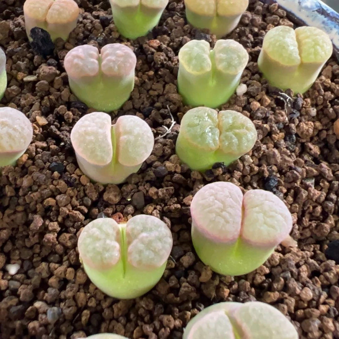 量拍班克雪花磁铁风铃4颗。多肉