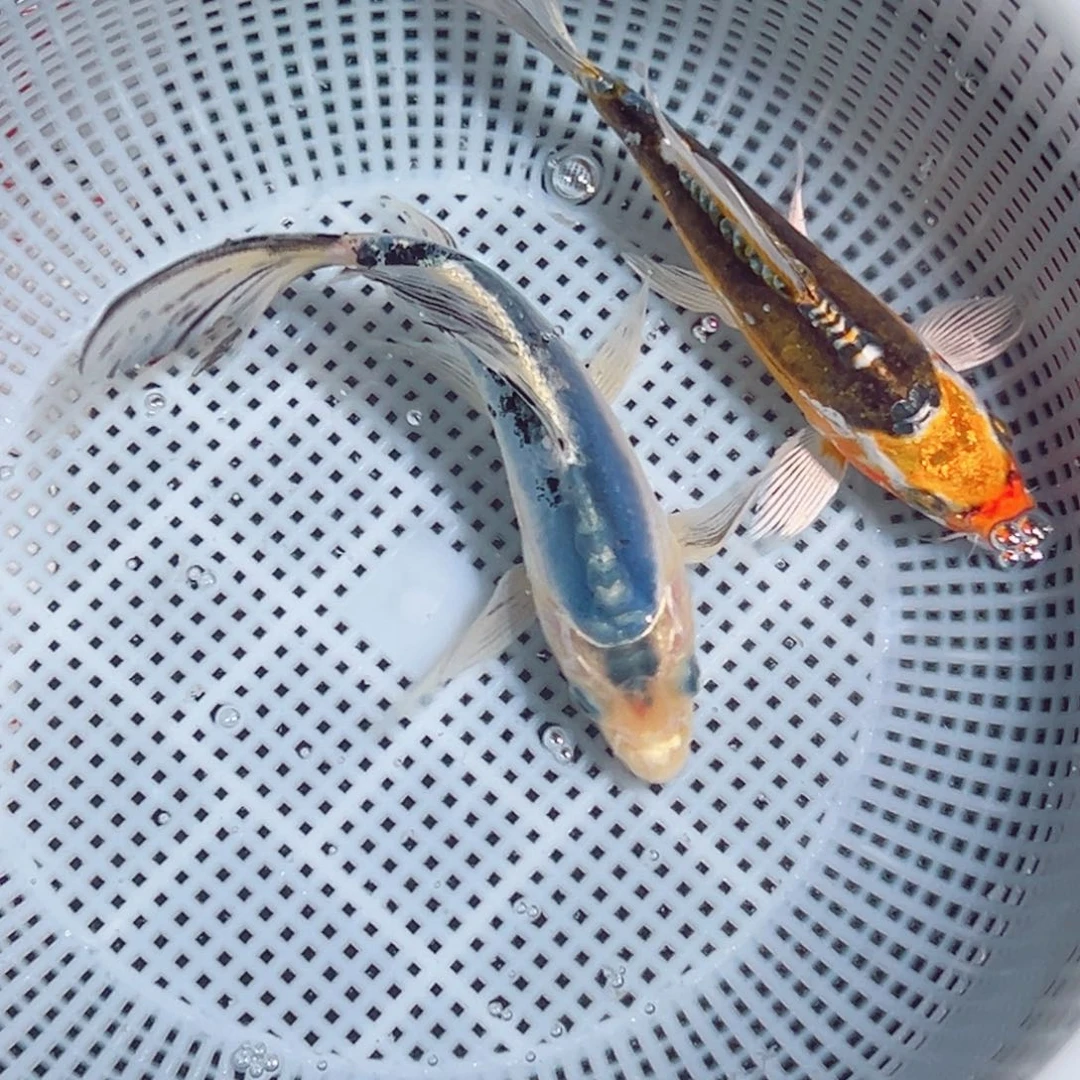 锦鲤锦鲤观赏鱼888