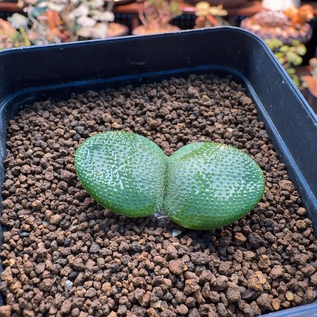 钢锉灯台百合283 仙人球