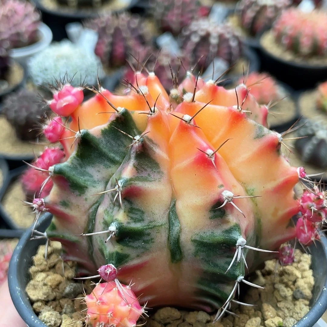 泰系实生根，大复棱米哈锦