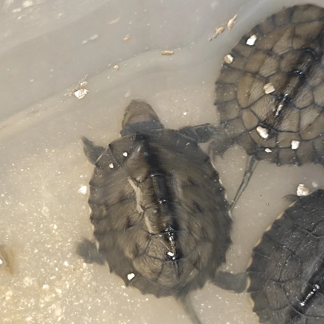 龟活体乌龟观赏宠物龟深水招财龟家养绿色小乌龟