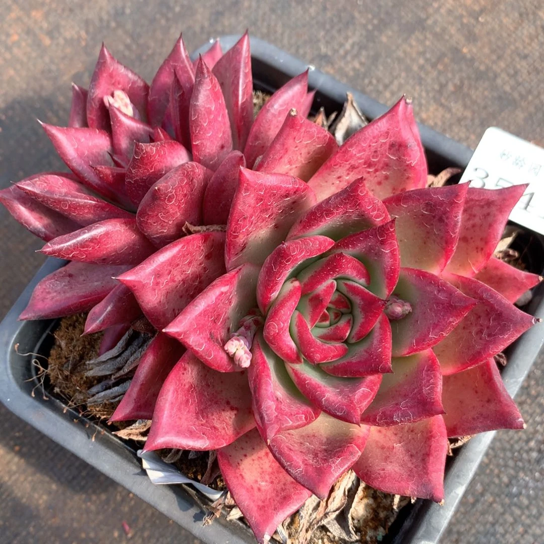 3541杂交多肉植物基地