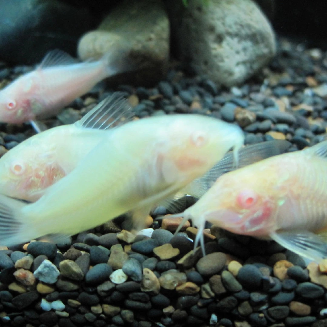 老鼠鱼白鼠鱼咖啡鼠花椒鼠热带观赏鱼鱼缸清洁工具鱼