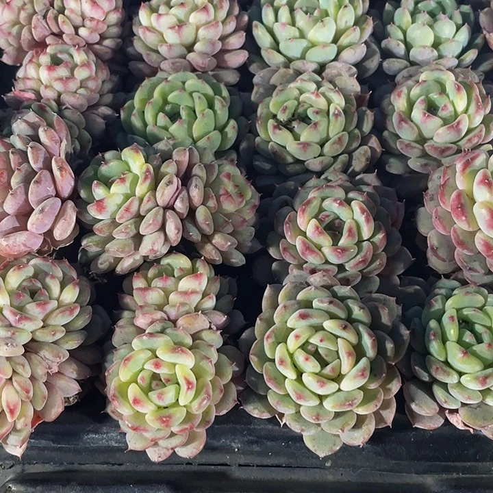 小白胖子1元带土发