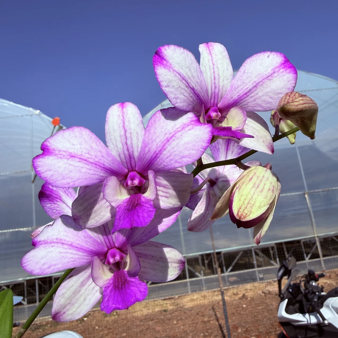 【新大力水手】秋石斛石斛兰粉白爆花有香味花期长云南鲜花兰花直播