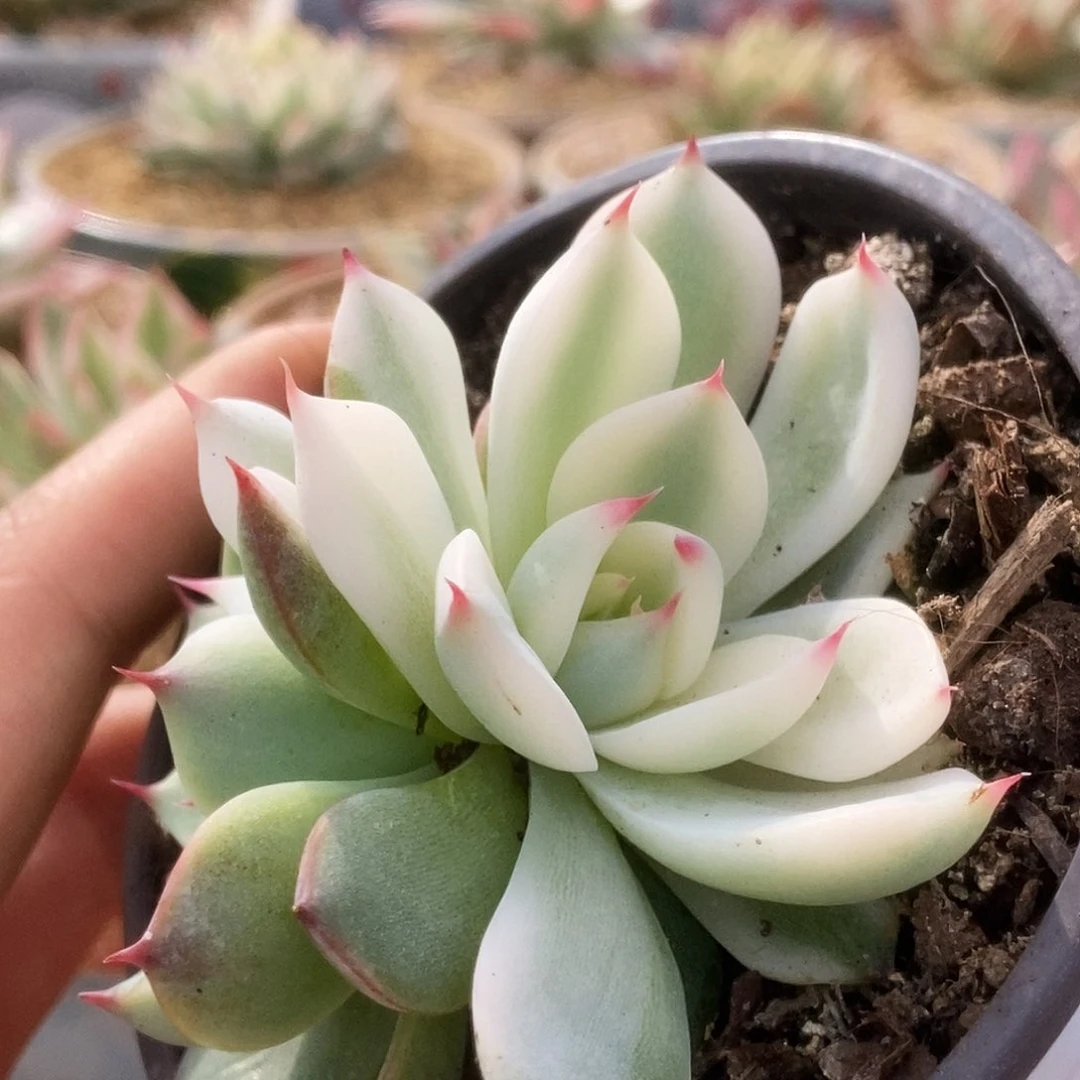 171锦锦锦锦锦锦锦锦锦