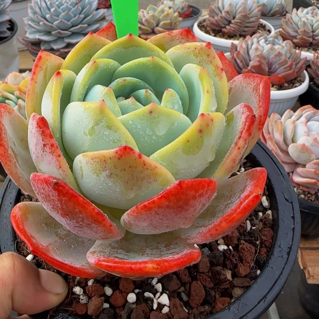 梁**3组合套餐编号18号