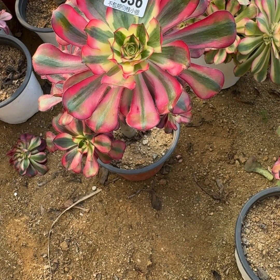 636五毒白官服20左右2