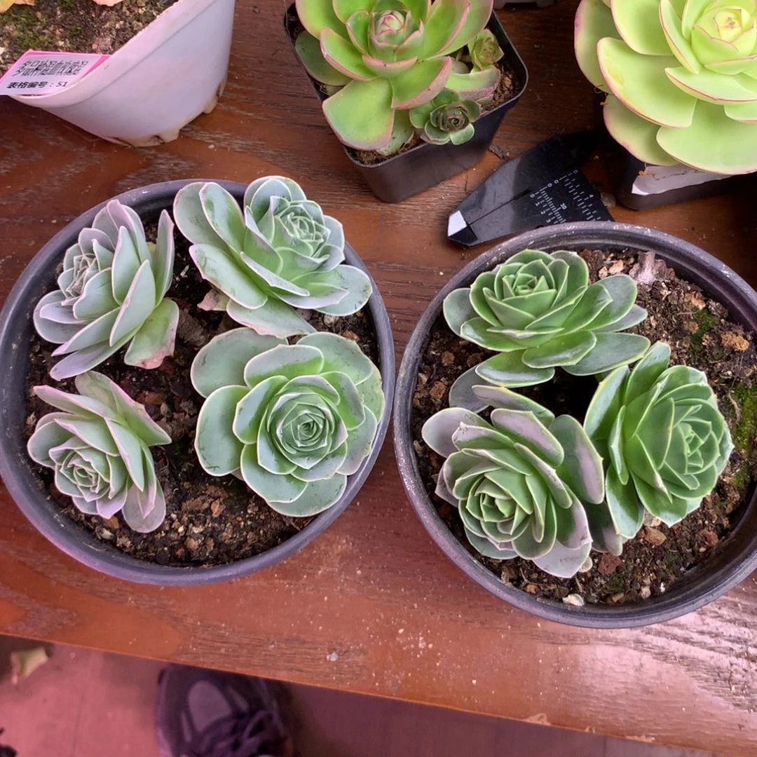 ✨****?一物一拍组合福利880