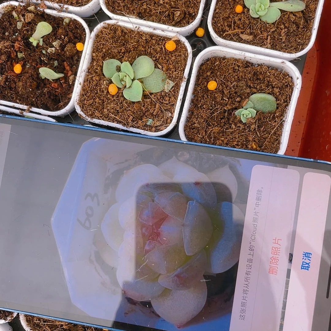 表妹603 芝麻中盆苗一个满25包邮