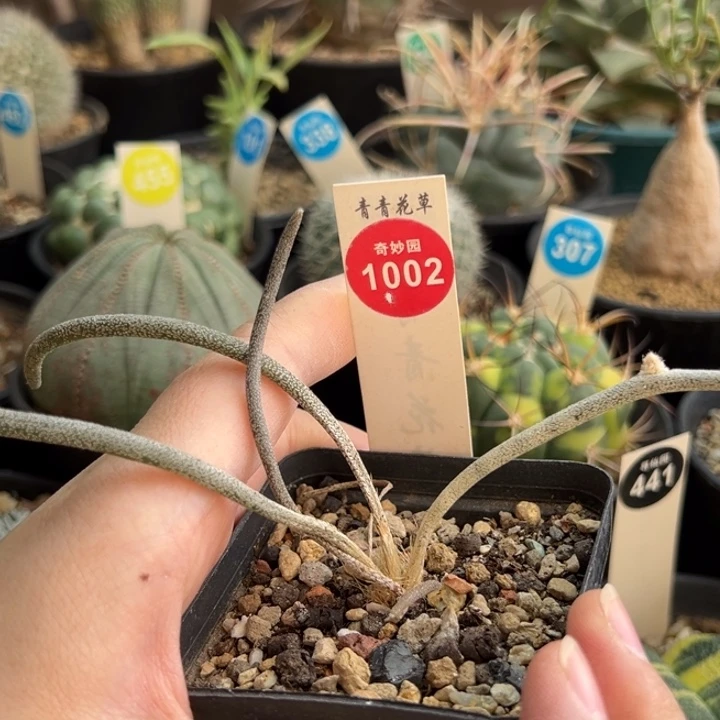 母本美杜莎一棵仙人球