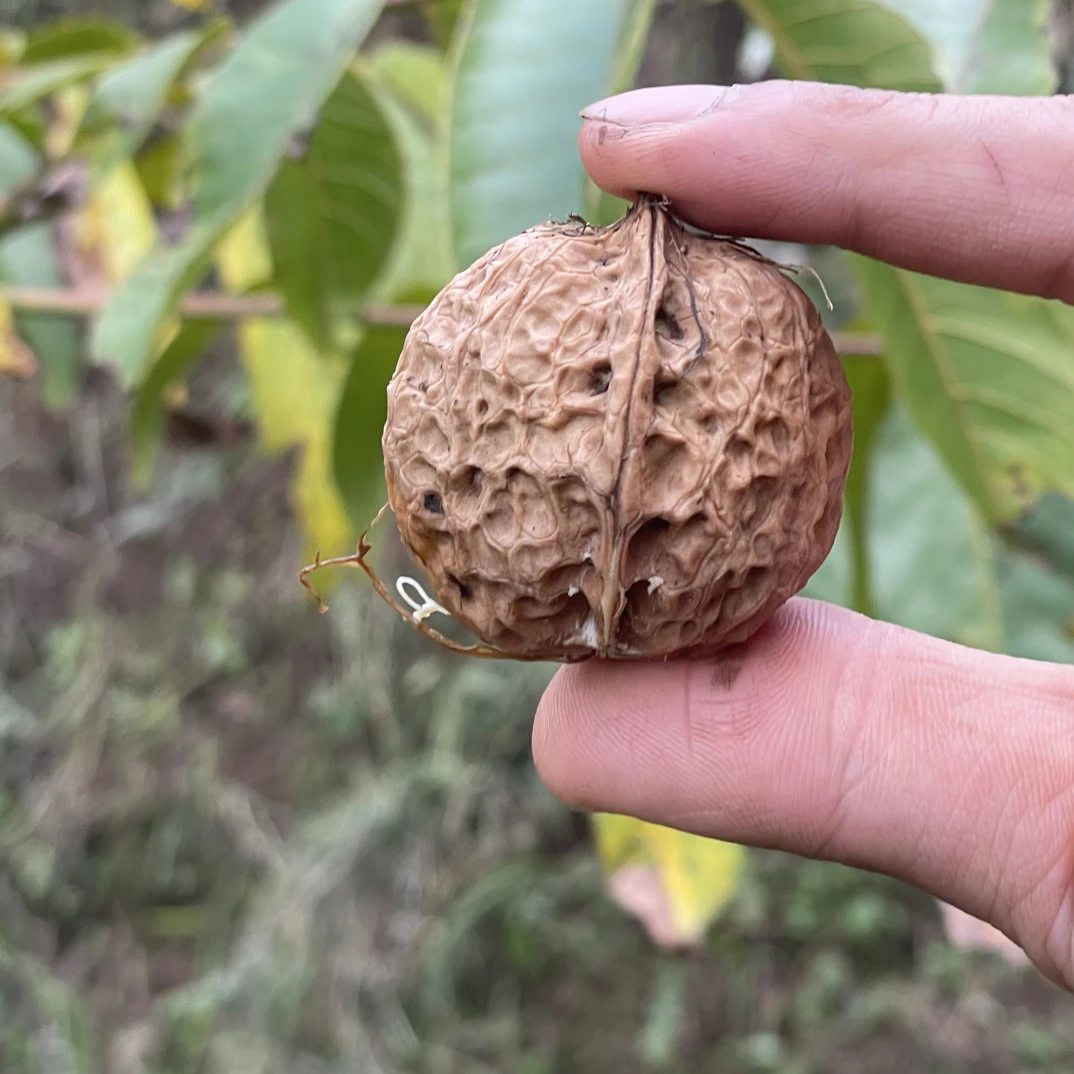 百年老树核桃无漂白休闲零食干核桃