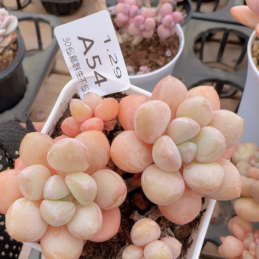 泡泡糖老桩一颗脱土发货