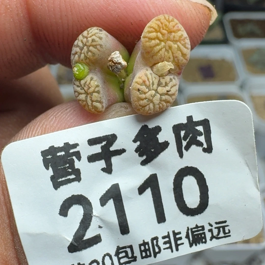 p***y鸟。