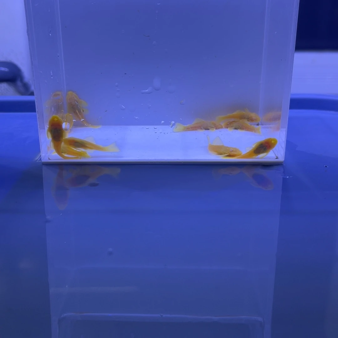 孔雀鱼胡子十条开箱视频报损