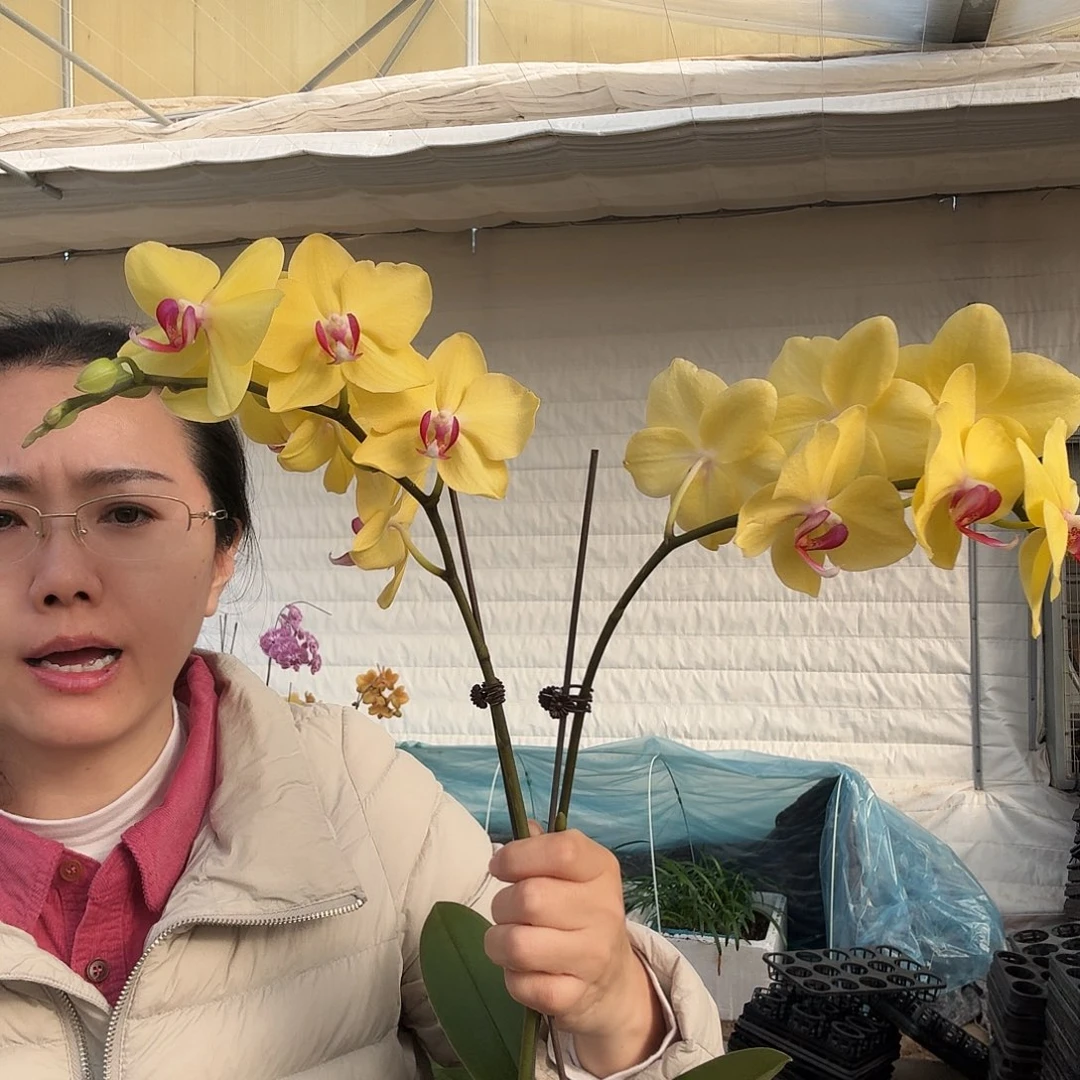 完全开放聚光灯1颗，