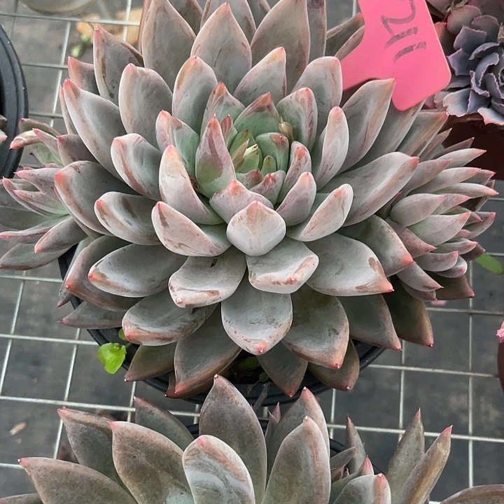 宋***.两单包邮，一物一拍211