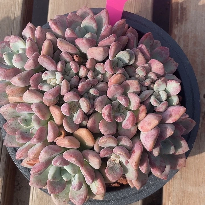 花斑鹿老桩多肉植物9691