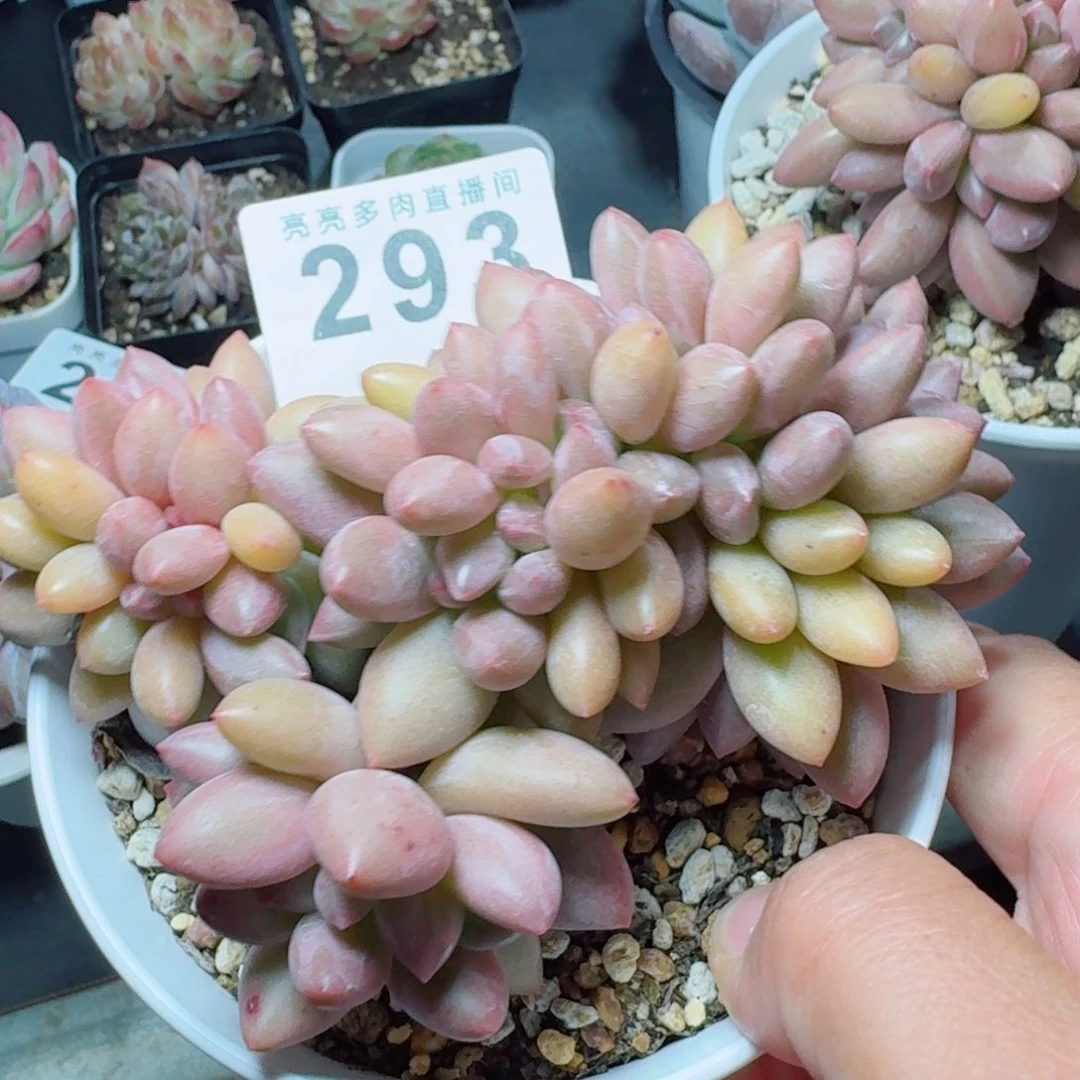 桃花源缀化            精美多肉植物