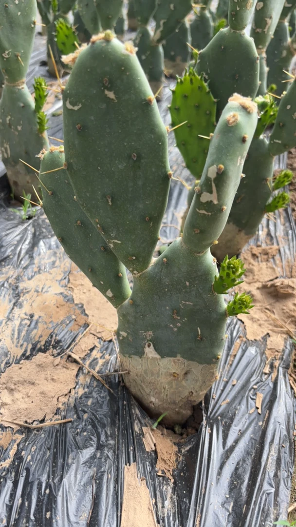 仙人掌龙爪掌盆栽绿植室内观赏植物多肉庭院桌面装饰
