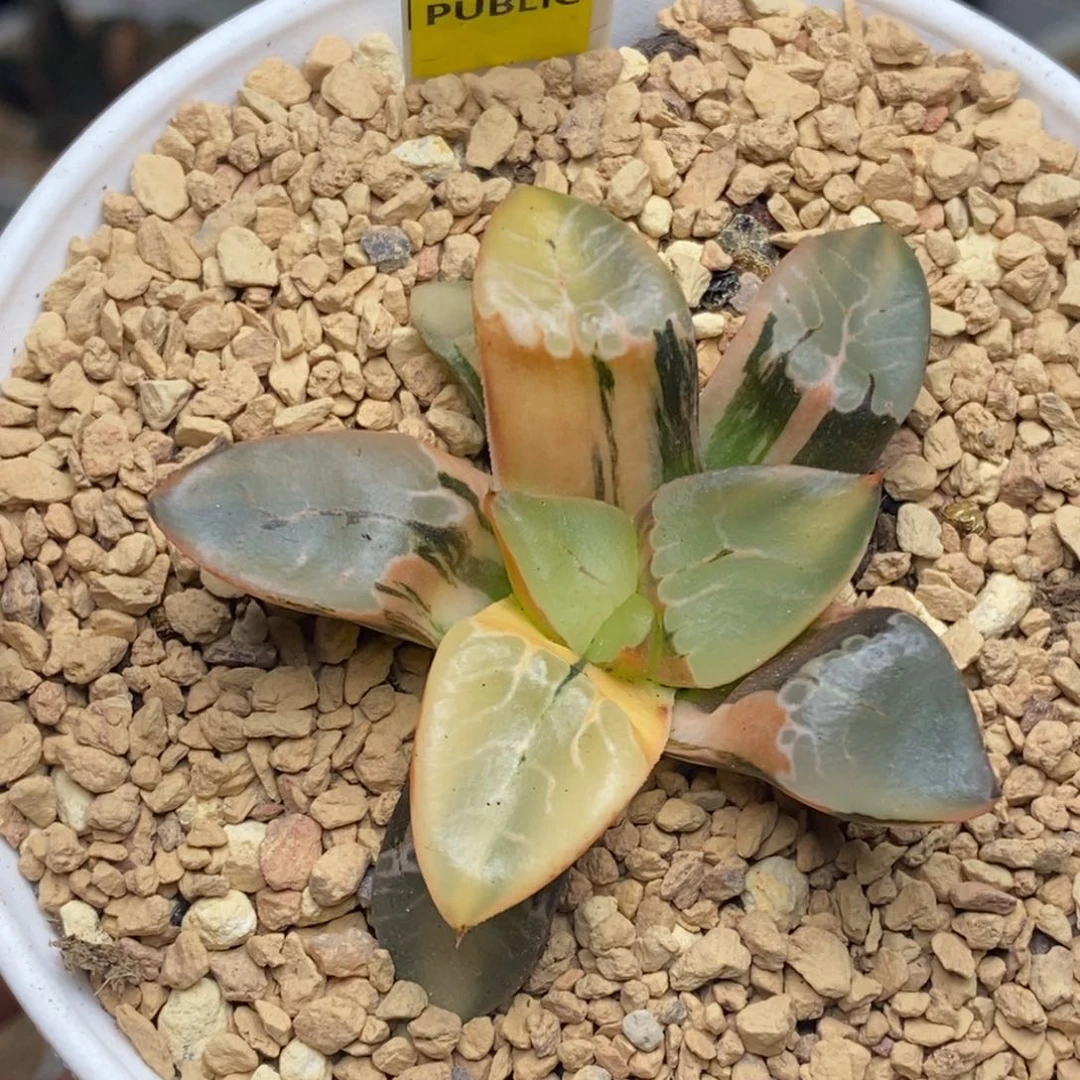 7号火凤凰克锦多肉