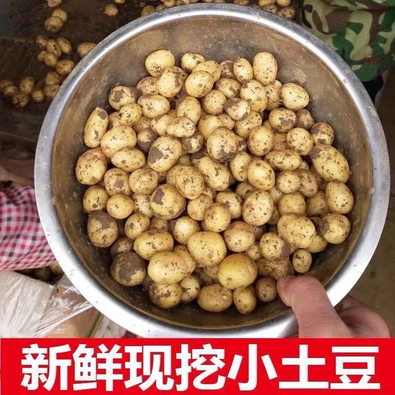 贵州洋芋农家自种小土豆洋芋