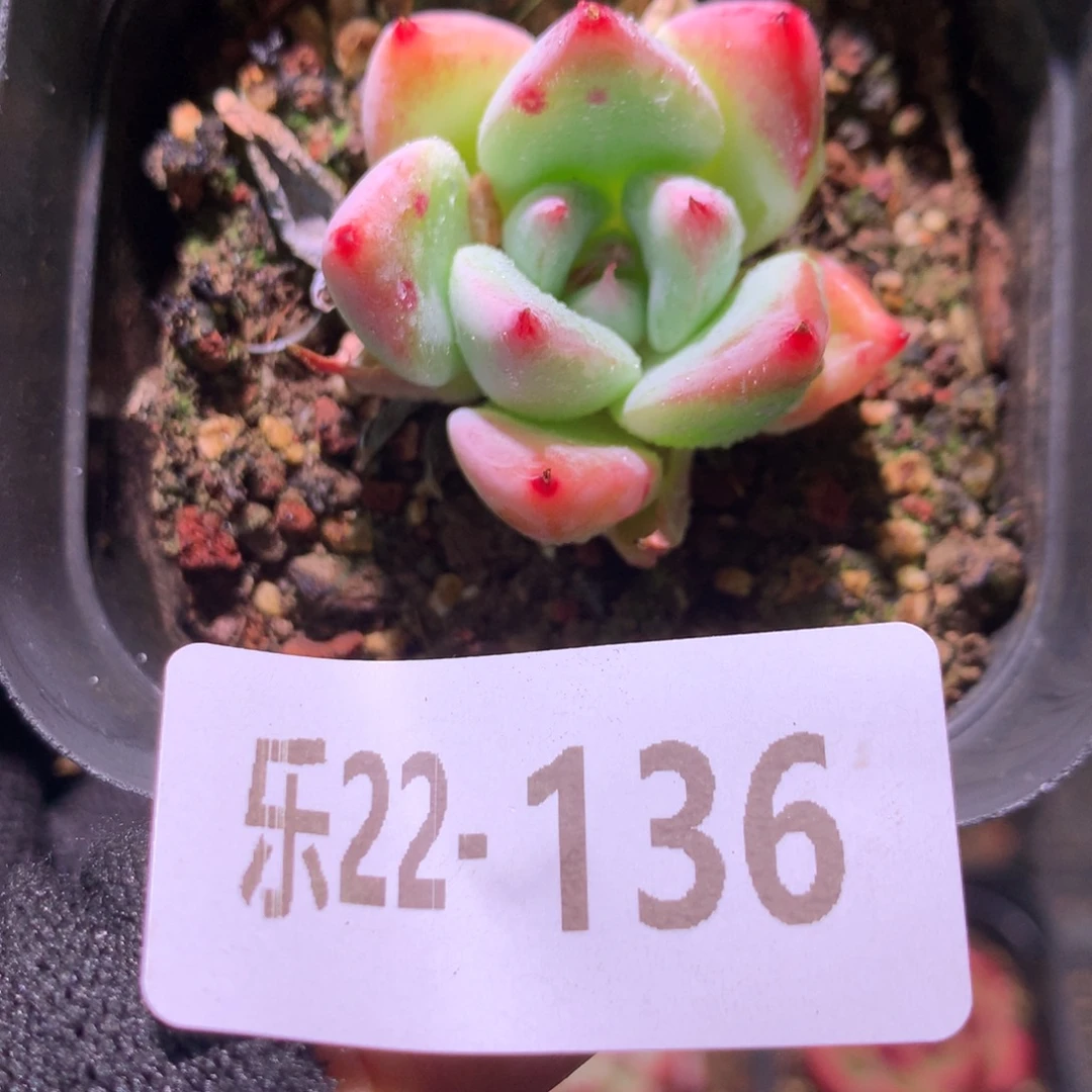 乐然22-136 天空之城