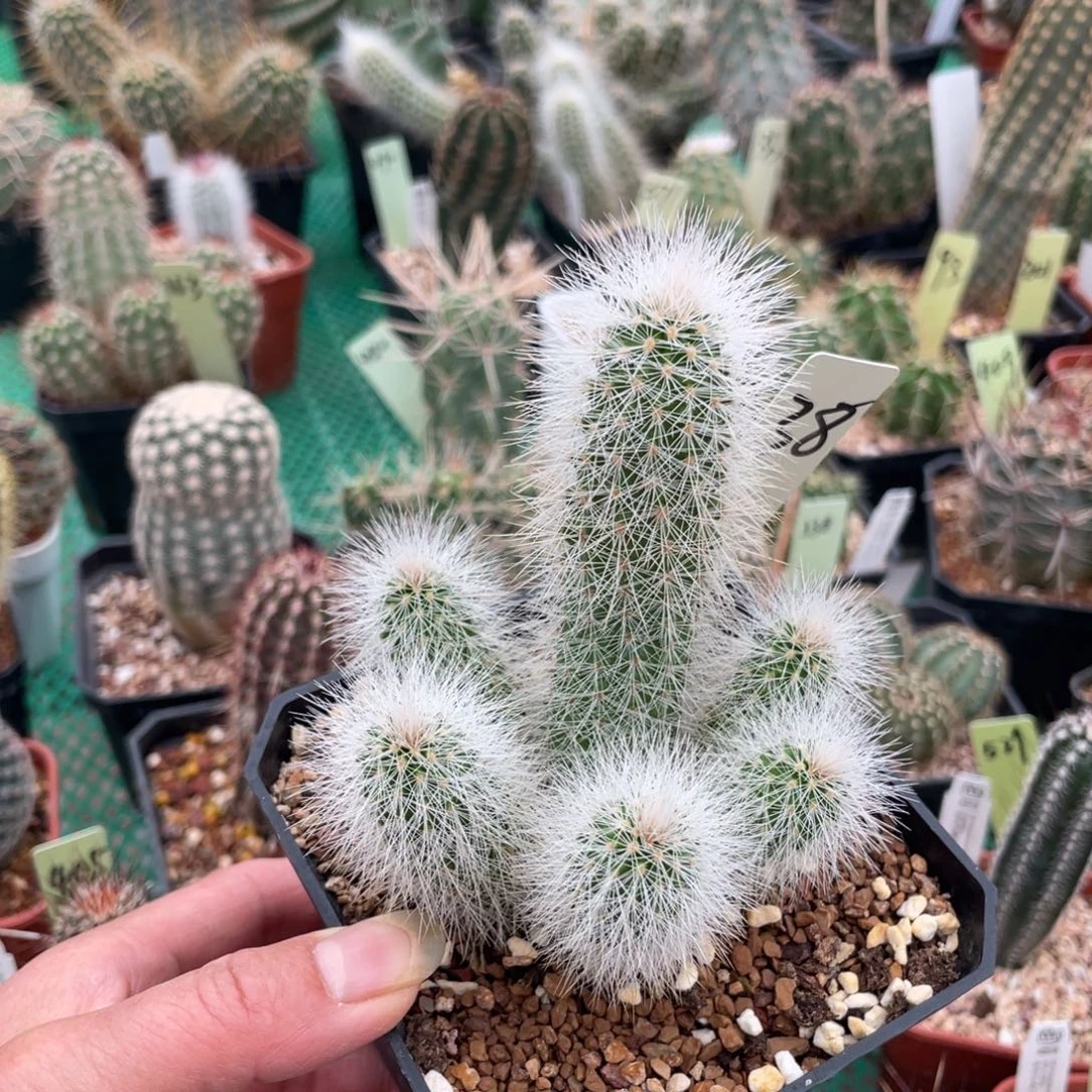 鹿角柱实生仙人球白晃