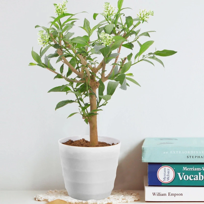 夜来香盆栽树苗 庭院阳台四季开花绿植花卉植物